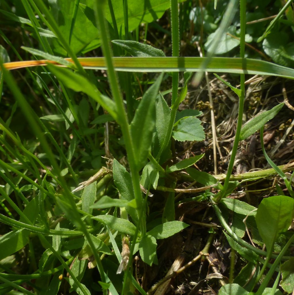 Campanula patula / Campanula bienne