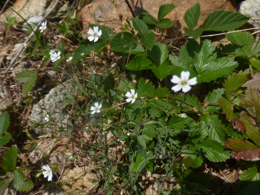 Caryophyllaceae - Silene rupestris (=Atocion rupestre)