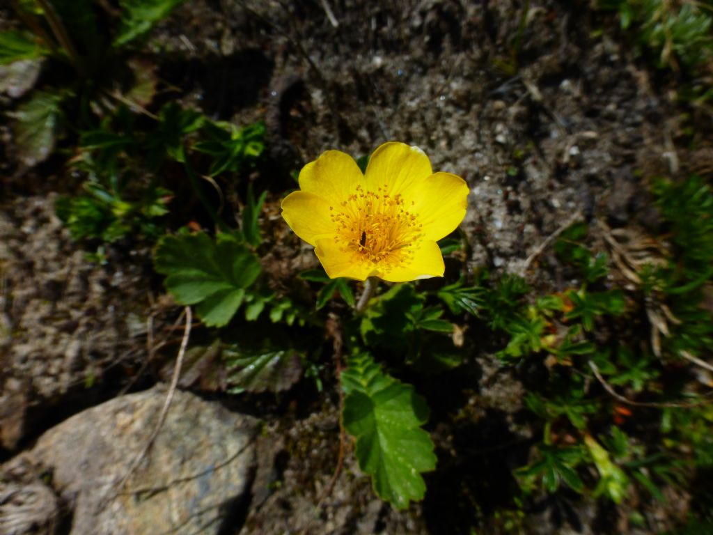 Geum montanum