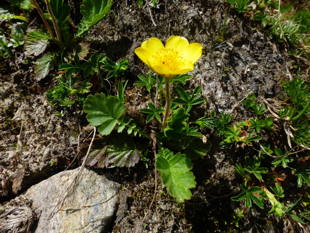 Geum montanum