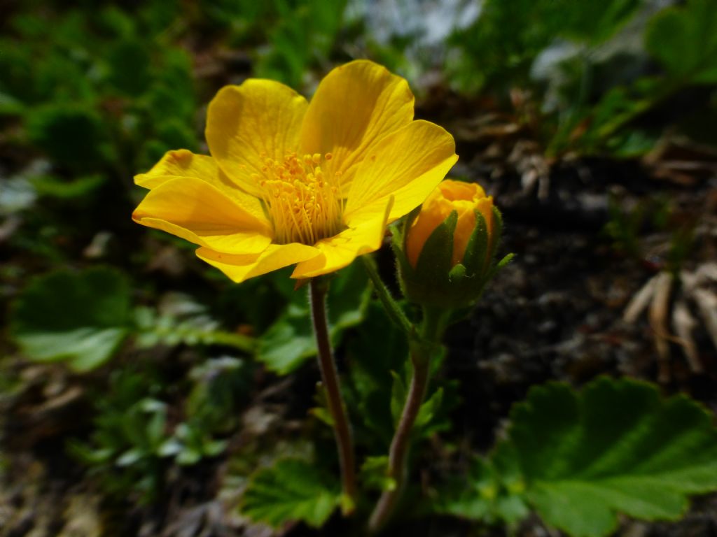 Geum montanum