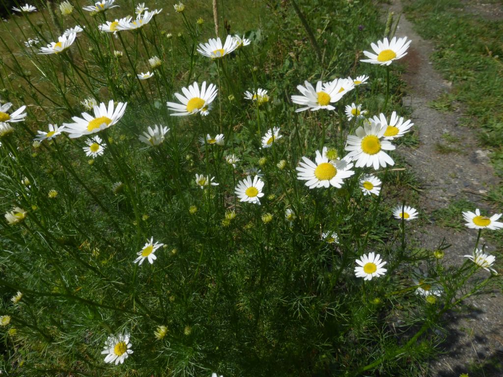 Tripleurospermum inodorum / Camomilla senza odore