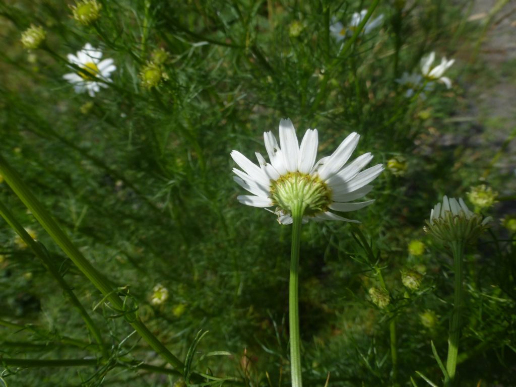 Tripleurospermum inodorum / Camomilla senza odore