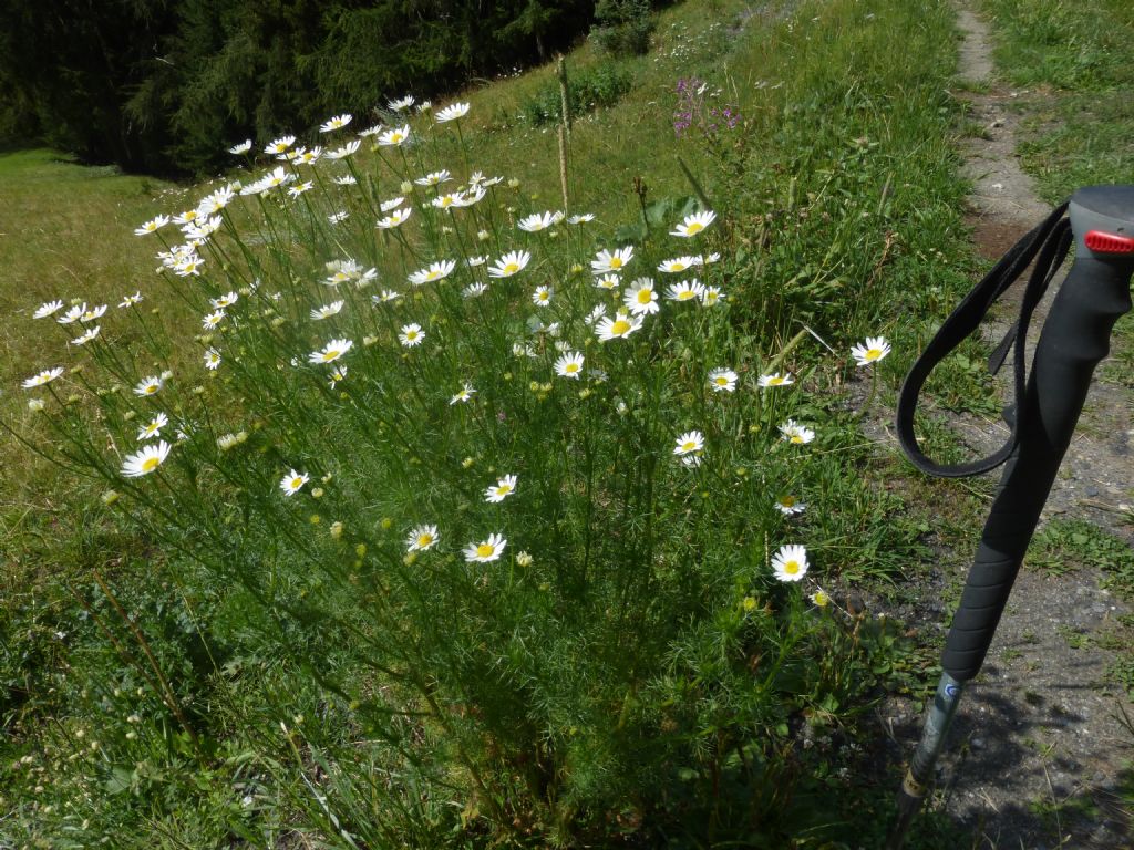 Tripleurospermum inodorum / Camomilla senza odore