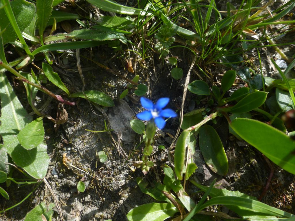 genziana piccolissima:  Gentiana cfr. nivalis