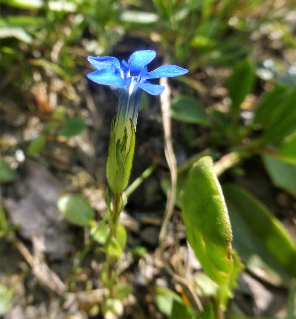 genziana piccolissima:  Gentiana cfr. nivalis