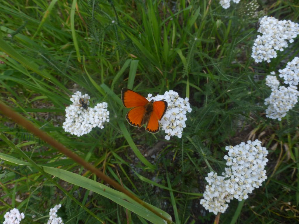 Lycaena virgadaurea?   S, ma...Lycaena virgaureae !