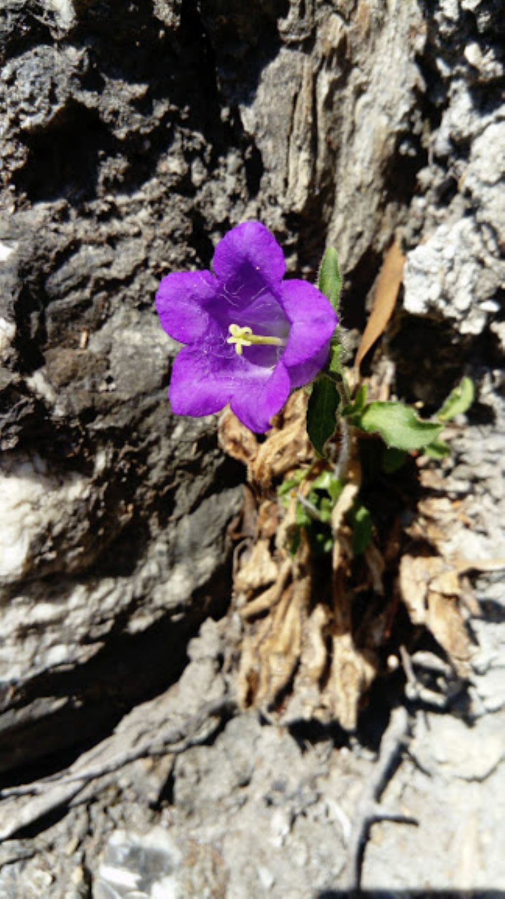 Campanula a Framura - Campanula medium