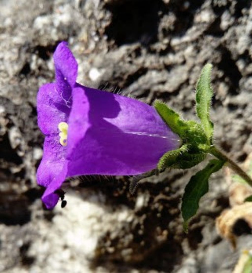 Campanula a Framura - Campanula medium