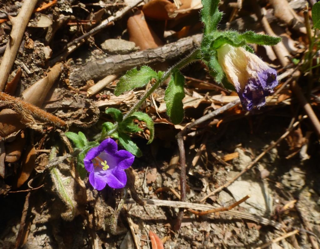 Campanula a Framura - Campanula medium