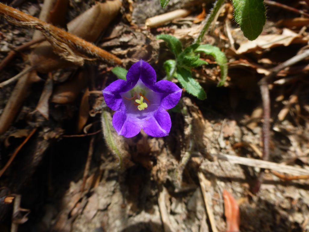 Campanula a Framura - Campanula medium