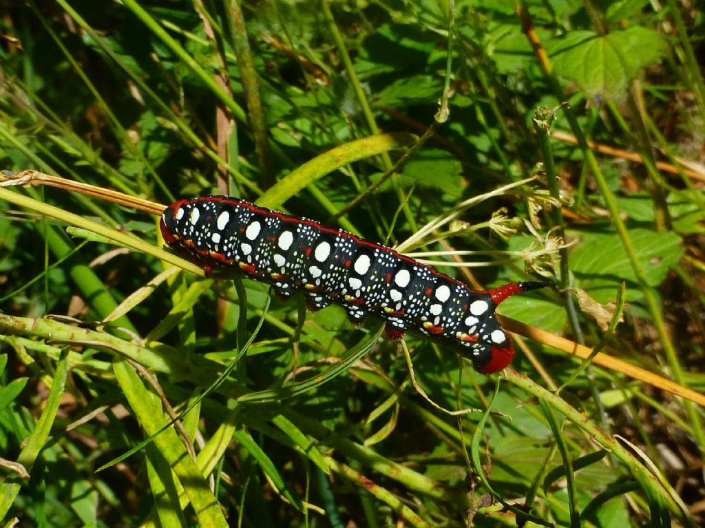 Un altro bruco valdostano: Hyles euphorbiae - Sphingidae