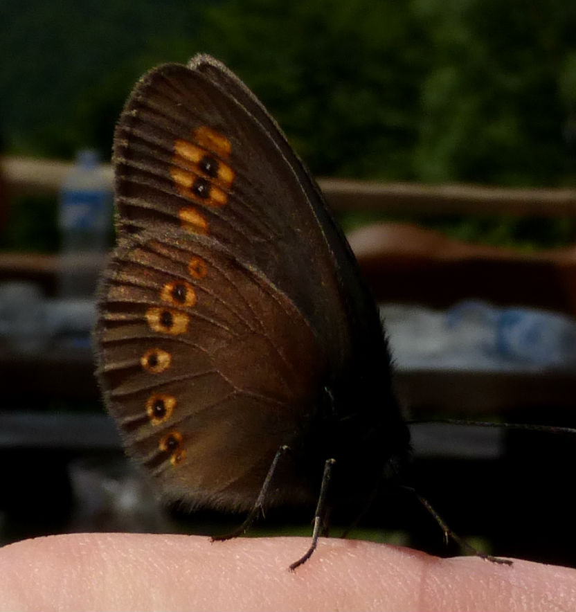 Erebia albergana