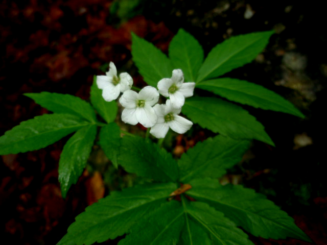 In Val d''Ancogno ad ammirare la Primula albenensis