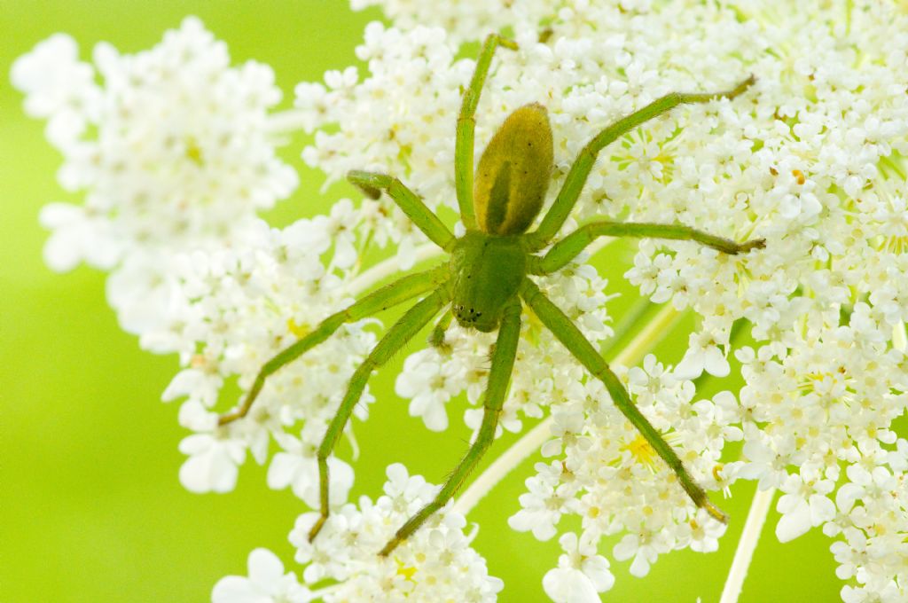 Micrommata virescens -