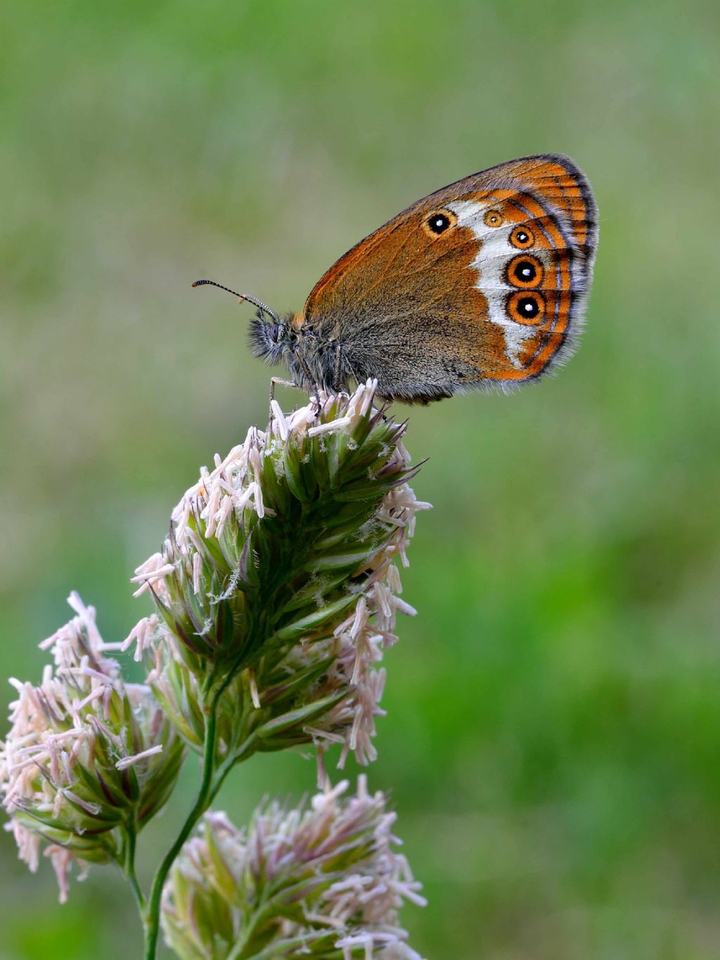 identificazione lepidottero - Coenonympha arcania