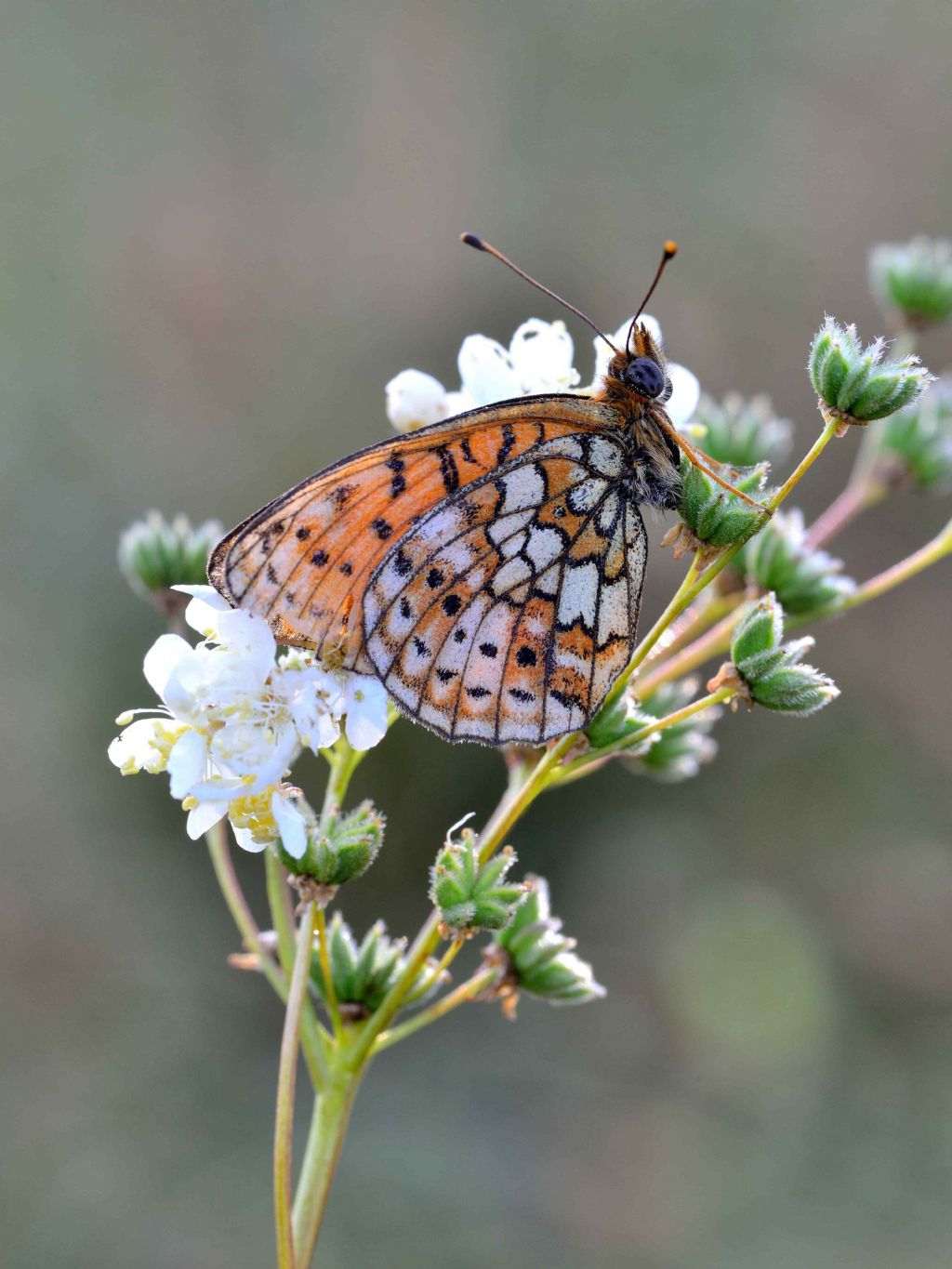 Identificazione farfalla