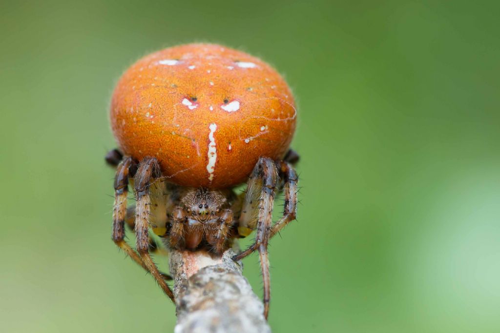 Araneus quadratus - La Thuile (AO)