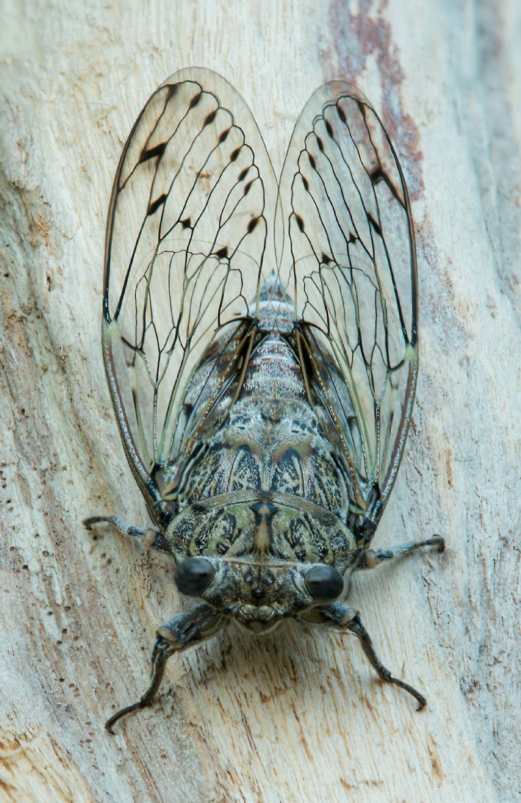 Probabile Cicada orni