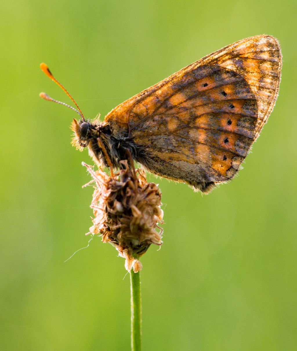 Identificazione farfalla