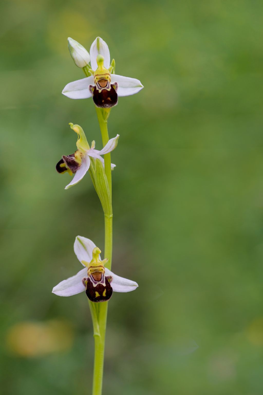 Identificazione Ophrys