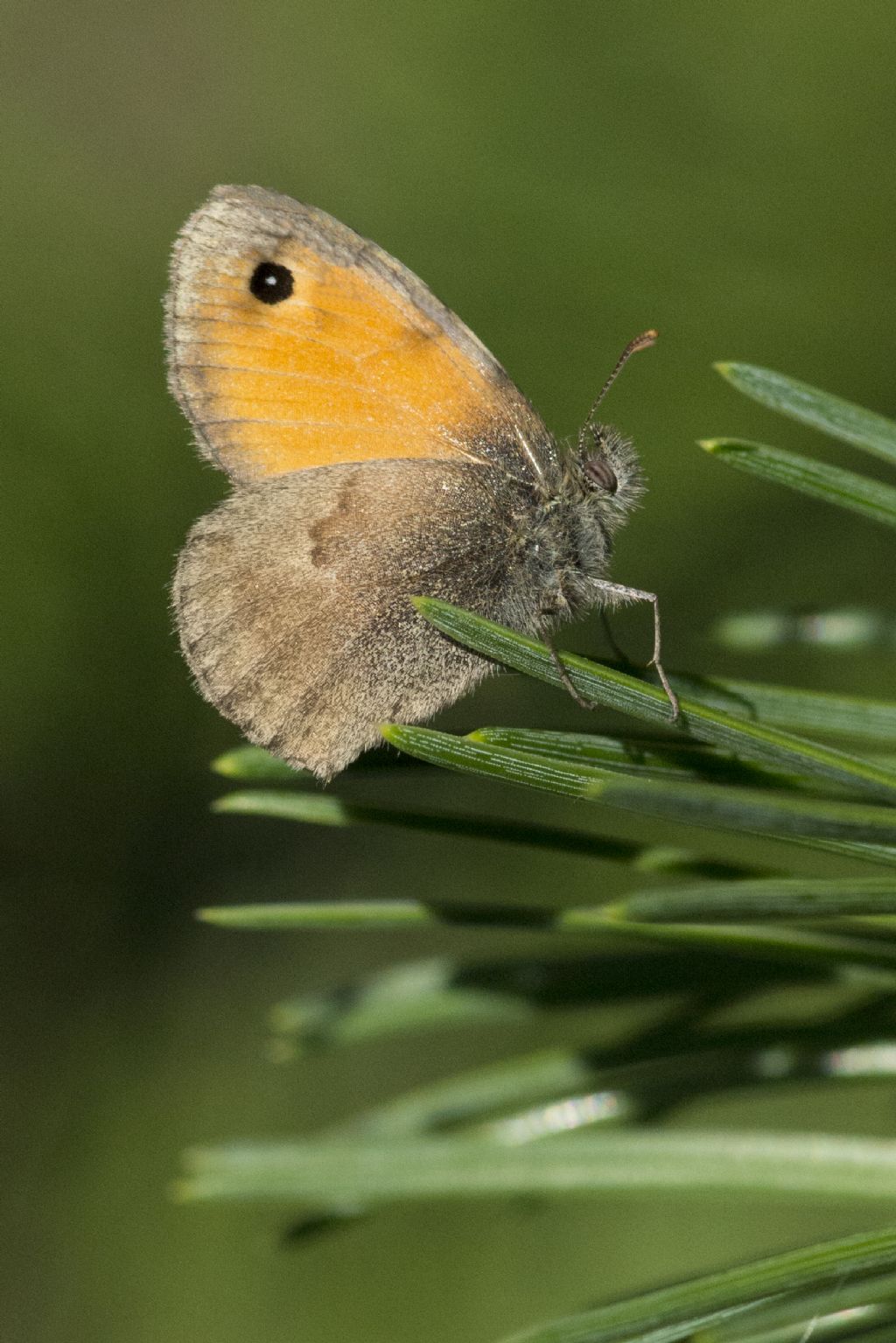 Identificazione Farfalla - Coenonympha pamphilus