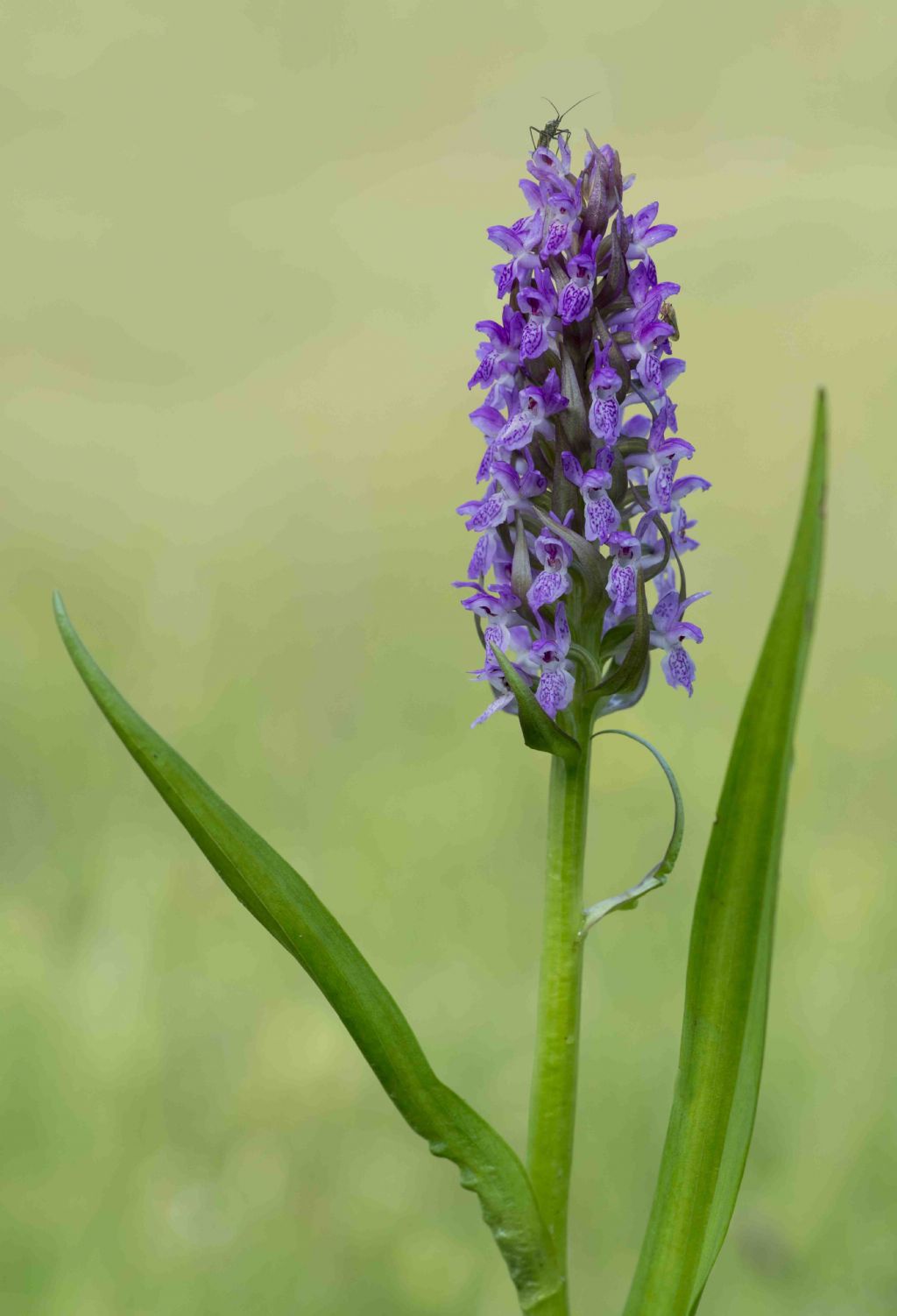 Dactylorhiza incarnata