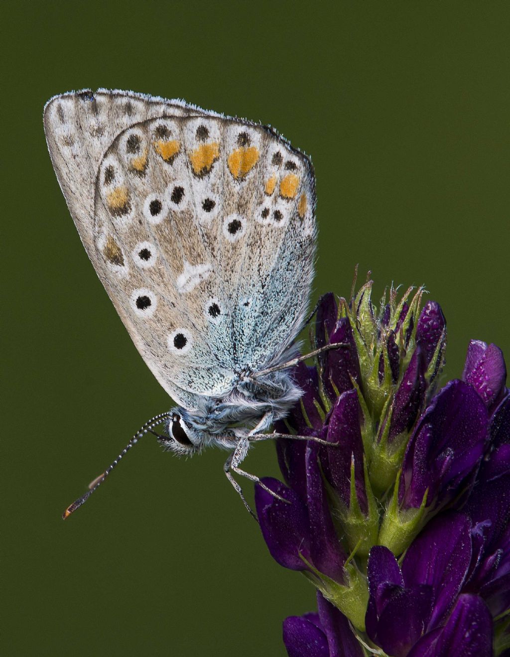 Identificazione Polyommatus