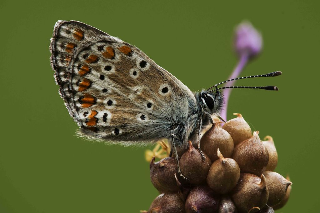 riconoscimento Lycenidae - Aricia sp.