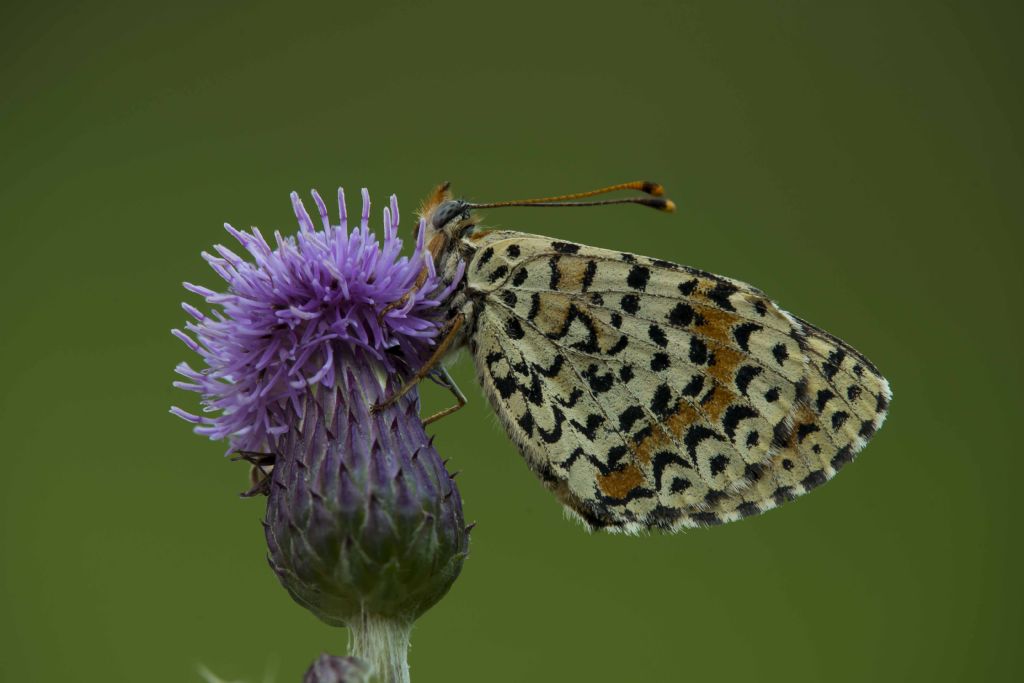 Identificazione Melitaea: M. didyma - Nymphalidae