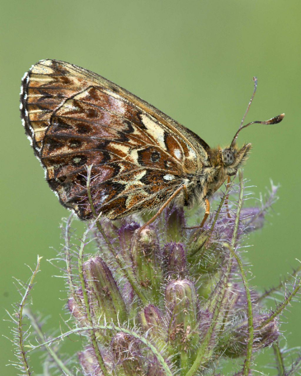 conferma genere e specie - Boloria (Clossiana) titania, Nymphalidae