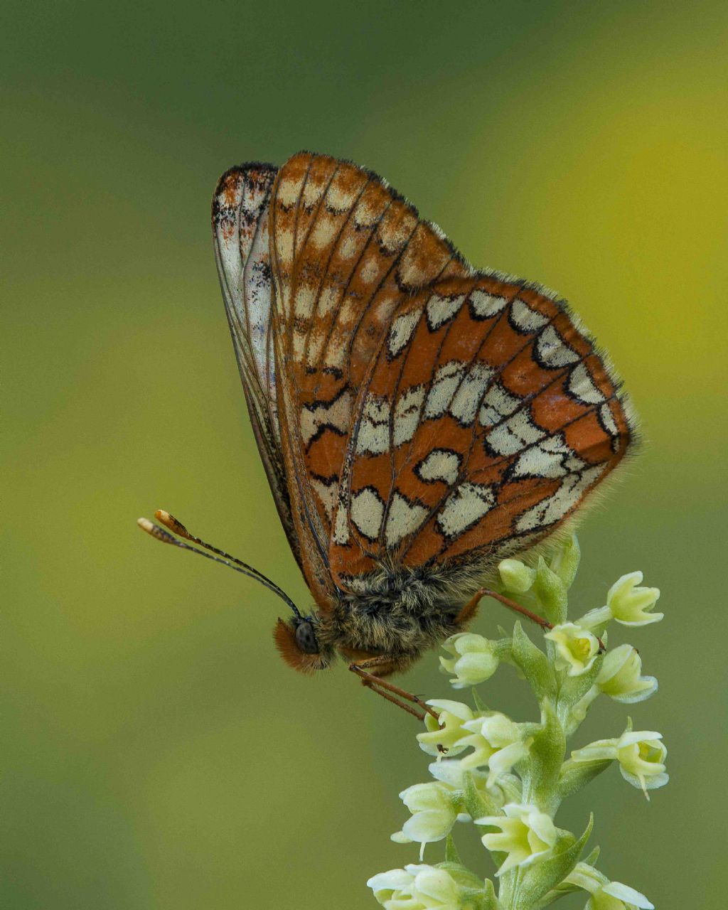 Identificazione farfalla