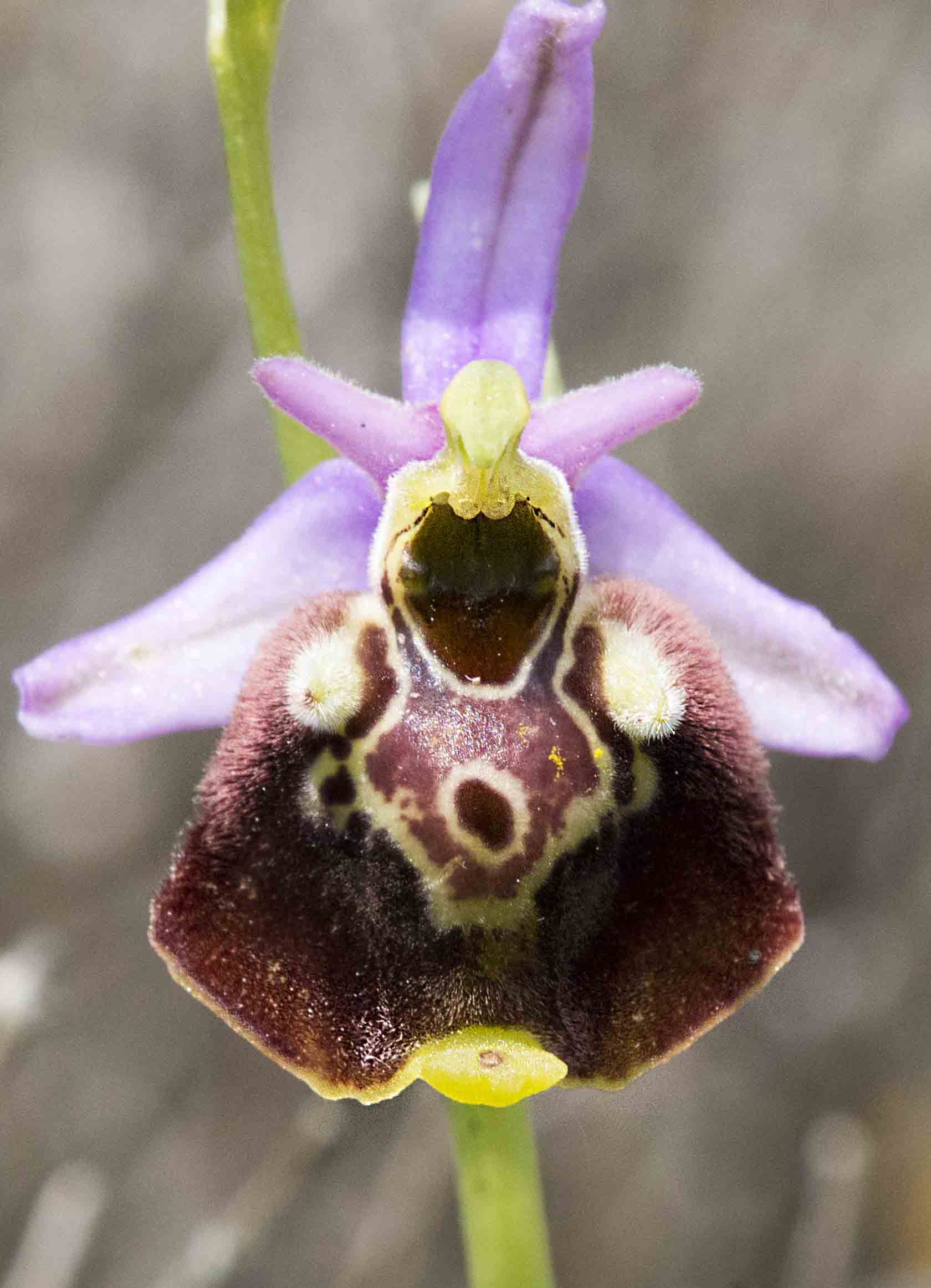 identificazione ophris