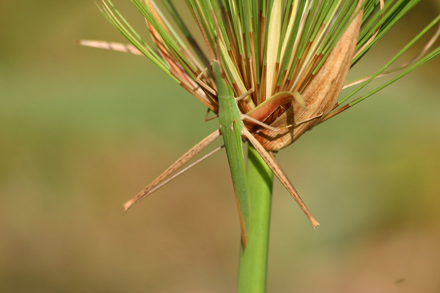 Acrida cfr ungarica mediterranea