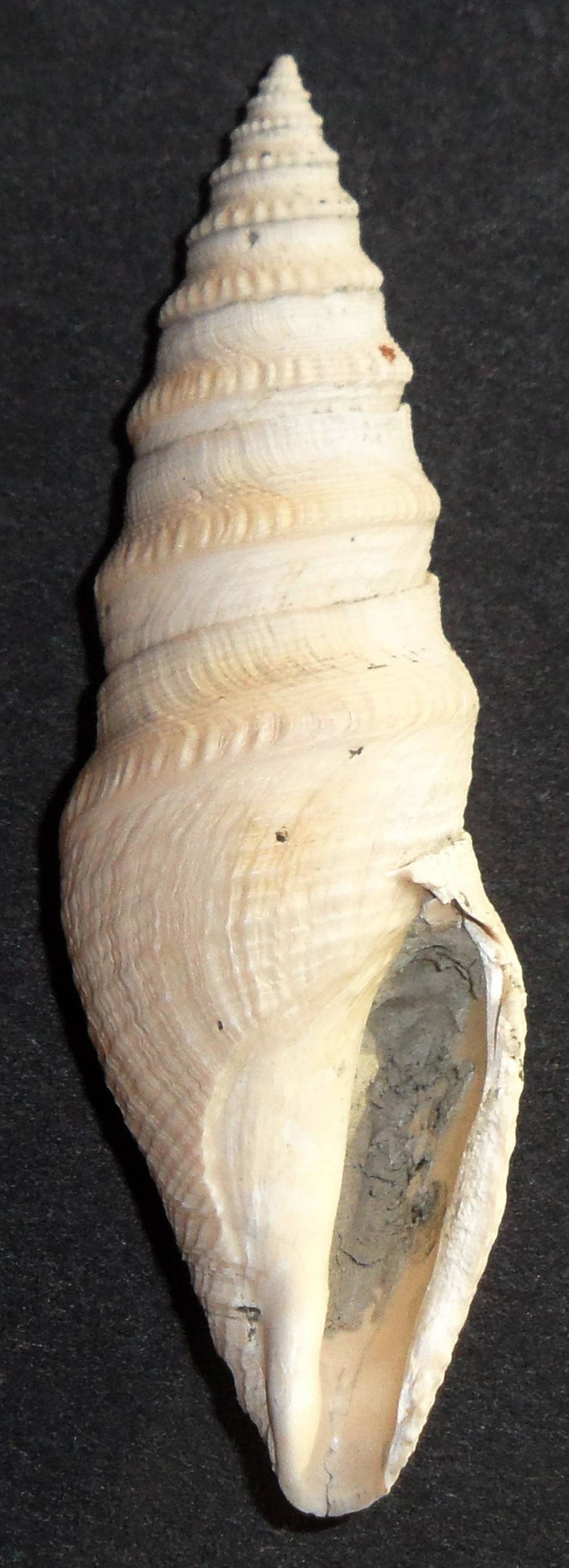 Turridae da identificare