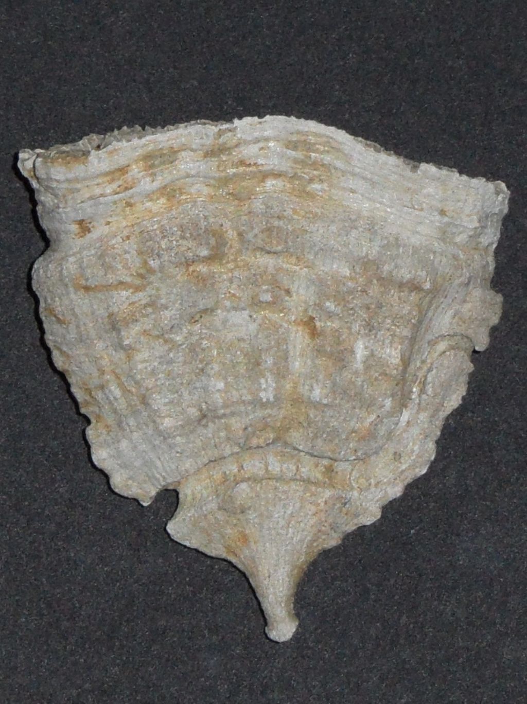 Flabellum sp.