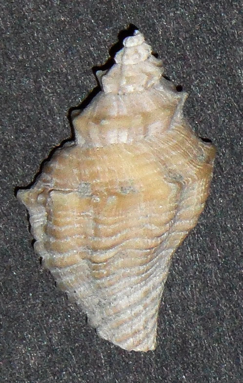 gasteropode da identificare