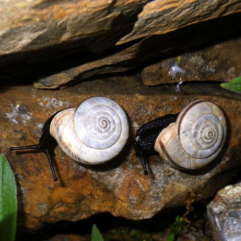 Chilostoma cingulatum (alzonai)