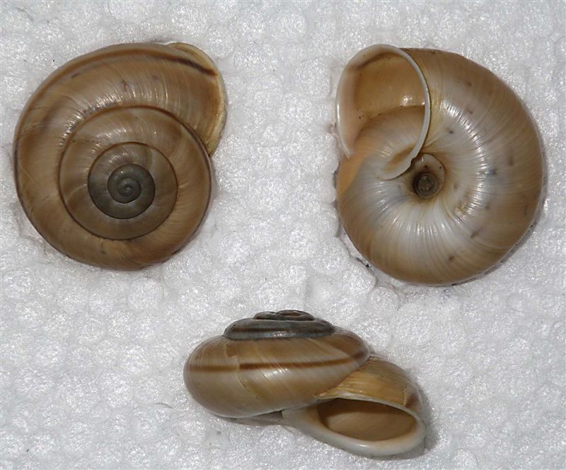 Chilostoma cingulatum colubrinum lago d''Iseo