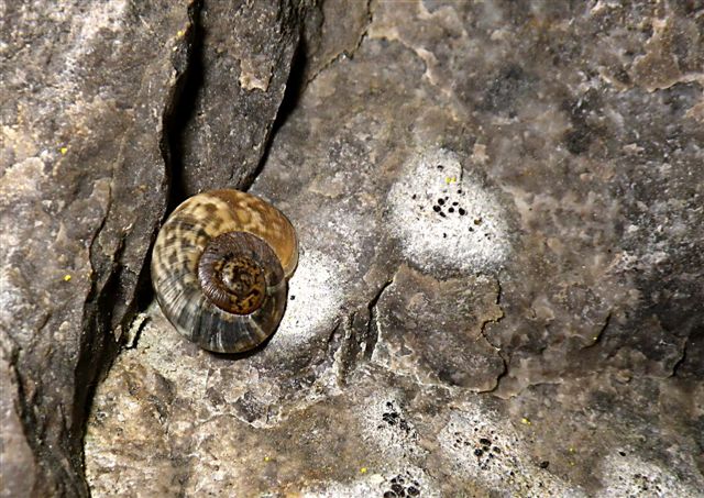 Chilostoma cingulatum tigrinum ( De Cristofori & Jan , 1832) , ValVertova.