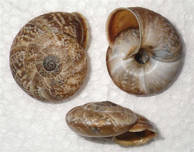 Chilostoma cingulatum tigrinum ( De Cristofori & Jan , 1832) , ValVertova.