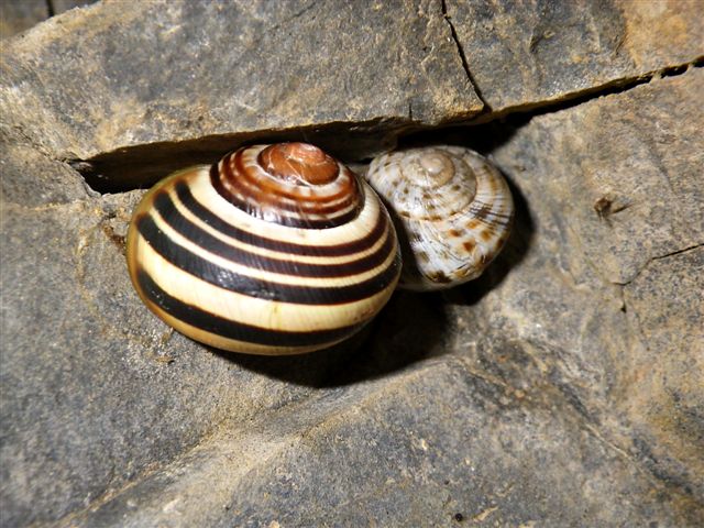 Macularia niciensis Italiane