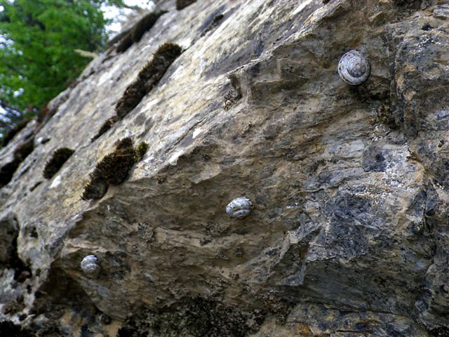 Macularia niciensis Italiane