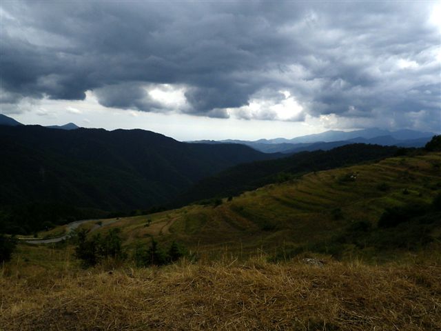 Macularia niciensis Italiane