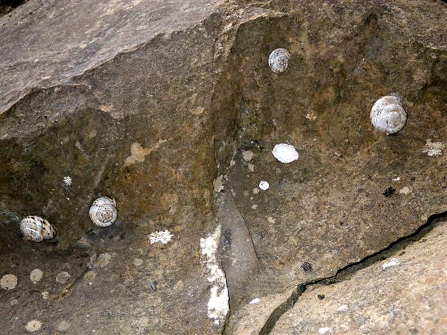 Macularia niciensis Italiane