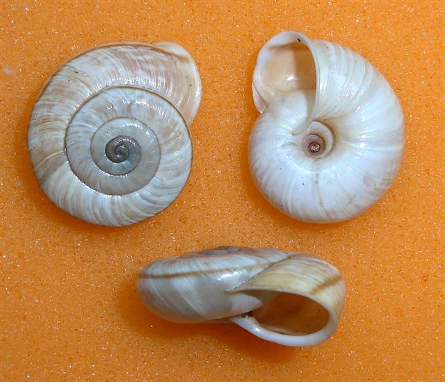 Chilostoma cingulatum colubrinum , Valle Borlezza BG.