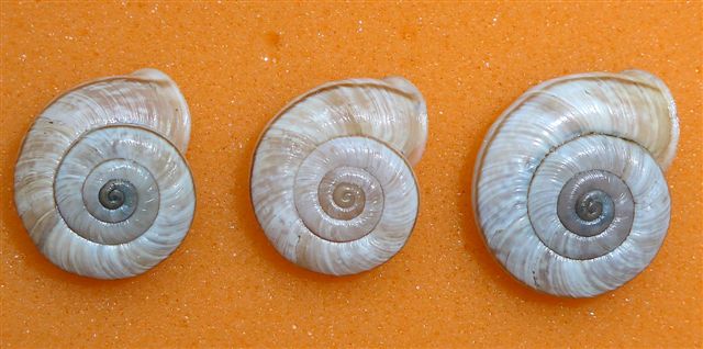 Chilostoma cingulatum colubrinum , Valle Borlezza BG.