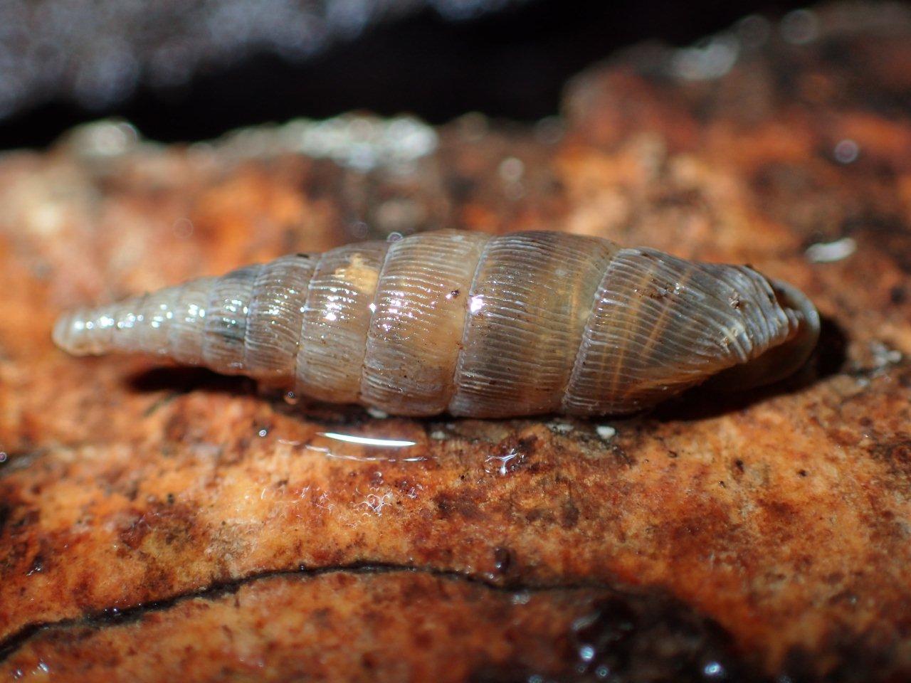 Laciniaria plicata in Valle Camonica