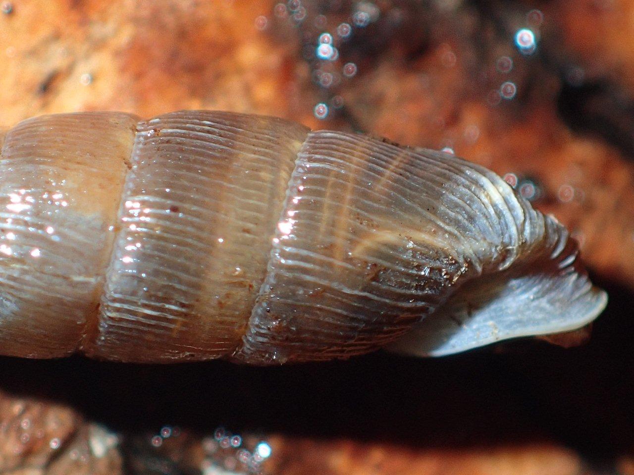 Laciniaria plicata in Valle Camonica