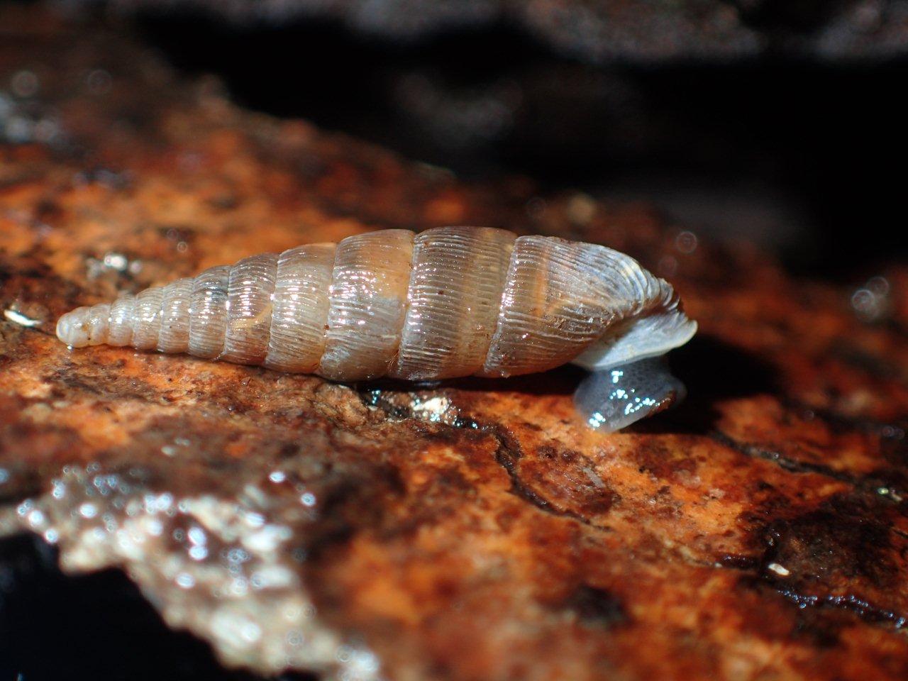 Laciniaria plicata in Valle Camonica